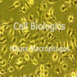 C57BL/6 Mouse Bone Marrow Macrophages (Frozen Cells)